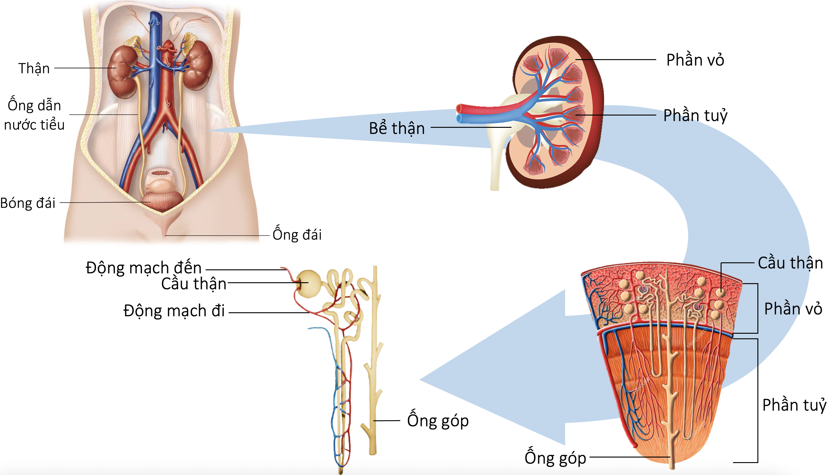 cấu tạo hệ bài tiết nước tiểu ở người